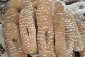 Tác dụng trị bệnh của hải sâm