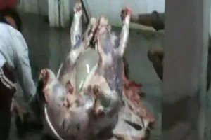 Bắt lò mổ bơm nước vào thịt bò làm tăng 15-20kg