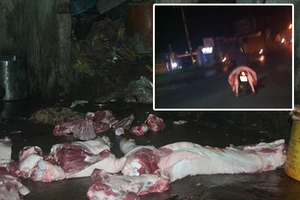 Phát hiện thêm một lò mổ heo chết ở Đồng Nai