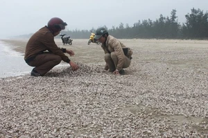 Sò lông, ốc hương dạt vào phủ kín bờ biển