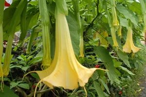 Sự thật ‘hơi thở của quỷ’ xuất hiện tại Việt Nam