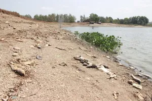 Đồng Nai: Cá chết hàng loạt chưa rõ nguyên nhân