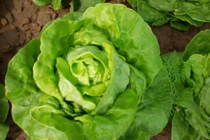 Tác dụng không phải ai cũng biết của rau xà lách