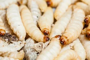 Ghê người giòi lúc nhúc trong nướu bé 10 tuổi