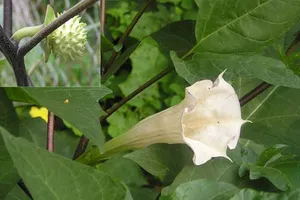 Nhận diện 3 loại cà độc gây ảo giác phổ biến ở Việt Nam