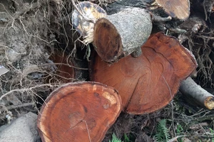 Vụ Hà Nội chặt hàng loạt cây xanh: Số gỗ' khủng' đang nằm ở đâu?