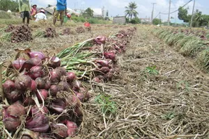 Hành tím Vĩnh Châu rớt giá, nông dân không có lời