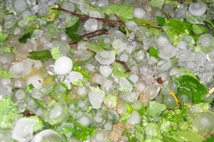 Lốc và mưa đá xuất hiện ở miền núi Nghệ An 