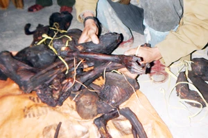 Khởi tố vụ vận chuyển 30 kg voọc Hà Tĩnh