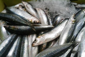 7 loại thực phẩm cung cấp omega-3 tốt nhất