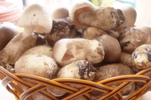 Nấm rơm ngừa ung thư, chữa bệnh liệt dương