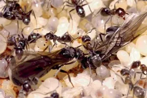 Ăn trứng kiến bồi bổ sức khỏe đúng hay sai?