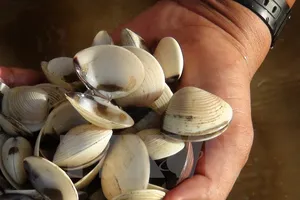 Bến Tre: Nghêu chết hàng loạt do ký sinh trùng Perkinsus sp