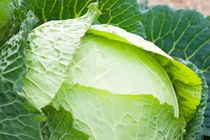 Những thực phẩm ngăn ngừa dị ứng hiệu quả