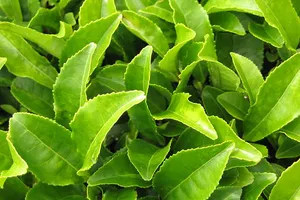 6 mẹo làm đẹp với trà xanh