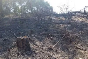 Thương tâm hai người đàn ông chết cháy trong rừng