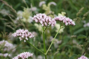 10 loại thảo mộc giúp chống lại cơn đau đầu