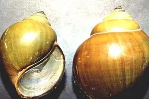 Ăn ốc bươu vàng có độc không?