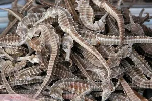 Ăn gì để bổ thận tráng dương?