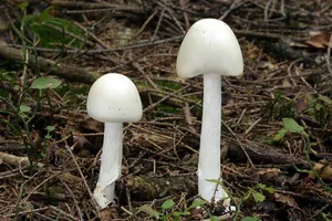 20 người bị ngộ độc nấm sau bữa ăn