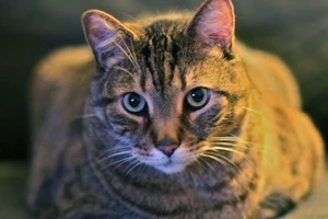 Mù vì bị mèo liếm mắt