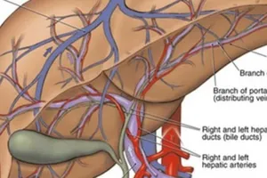Những dấu hiệu cho thấy gan bị nhiễm độc