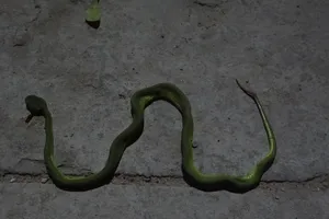 Thực hư tin đồn có người thả rắn lục đuôi đỏ ở TP.HCM