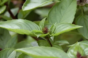 8 thực phẩm giúp bảo vệ da khỏi tác hại của ánh nắng