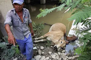 Dân tố điện nhà thầu rò rỉ giật chết bò