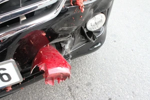 Xe máy chở thịt lợn tông móp đầu ô tô