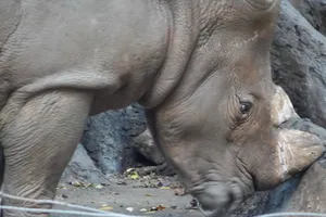 Thực hư hổ ở Thảo Cầm Viên Sài Gòn bị bỏ đói, tê giác bị mài sừng