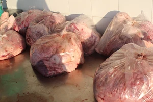 Thịt heo thối theo xe du lịch vào thành phố