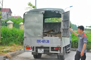 Bắt 1 tấn da trâu bò ôi thối đang trên đường về nơi chế biến