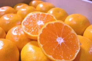 10 thực phẩm giúp da khỏe đẹp