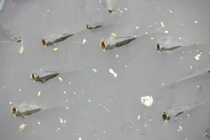 Cá lại ngóc đầu dày đặc trên kênh Nhiêu Lộc-Thị Nghè