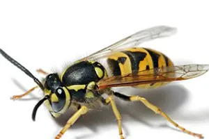 Bị ong đốt 41 mũi, bé sáu tuổi suy gan, thận