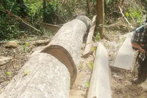 Khởi tố hình sự vụ phá rừng phòng hộ sông Tranh