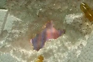 Sự thật bất ngờ về dầu cá Omega-3 'ăn' thủng tấm xốp