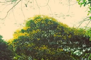 Sài Gòn đẹp nao lòng mùa hoa điệp