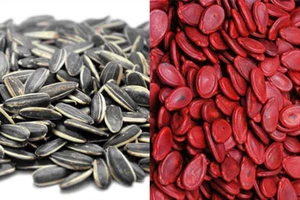 Những lưu ý khi mua hạt dưa, hạt hướng dương dịp tết