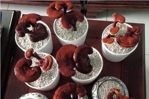 ‘Hô biến’ lúa, nấm thành cây kiểng độc chưng tết 