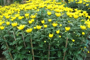 Ý nghĩa của 10 loại hoa, cây cảnh thường trưng dịp Tết