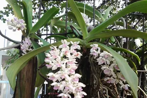 Lan rừng ‘về phố’ họp chợ ngày Tết