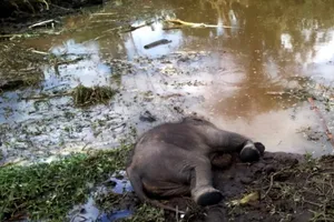 Phát hiện voi rừng nằm chết bên bờ ao
