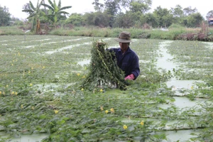 Trồng rau nhút thu hàng chục triệu mỗi tháng