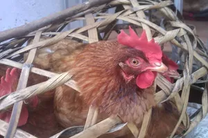 Gà, vịt ‘dính’ virus cúm A suýt đưa ra thị trường
