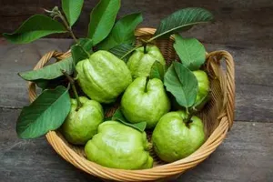 Bảy tác dụng không ngờ của lá ổi