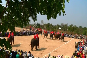 18 chú voi Buôn Đôn thi đá bóng trong lễ hội truyền thống