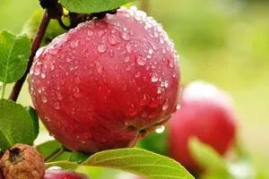 9 loại thực phẩm hỗ trợ ngăn ngừa ung thư