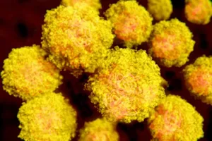 Virus Zika gây đại dịch có nguồn gốc từ châu Á?